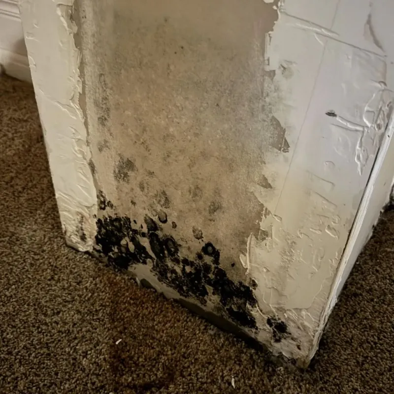 Professional Mold Removal in Star City, WV